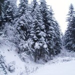 Las w zimowej sceneri