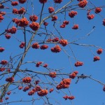 img31_729